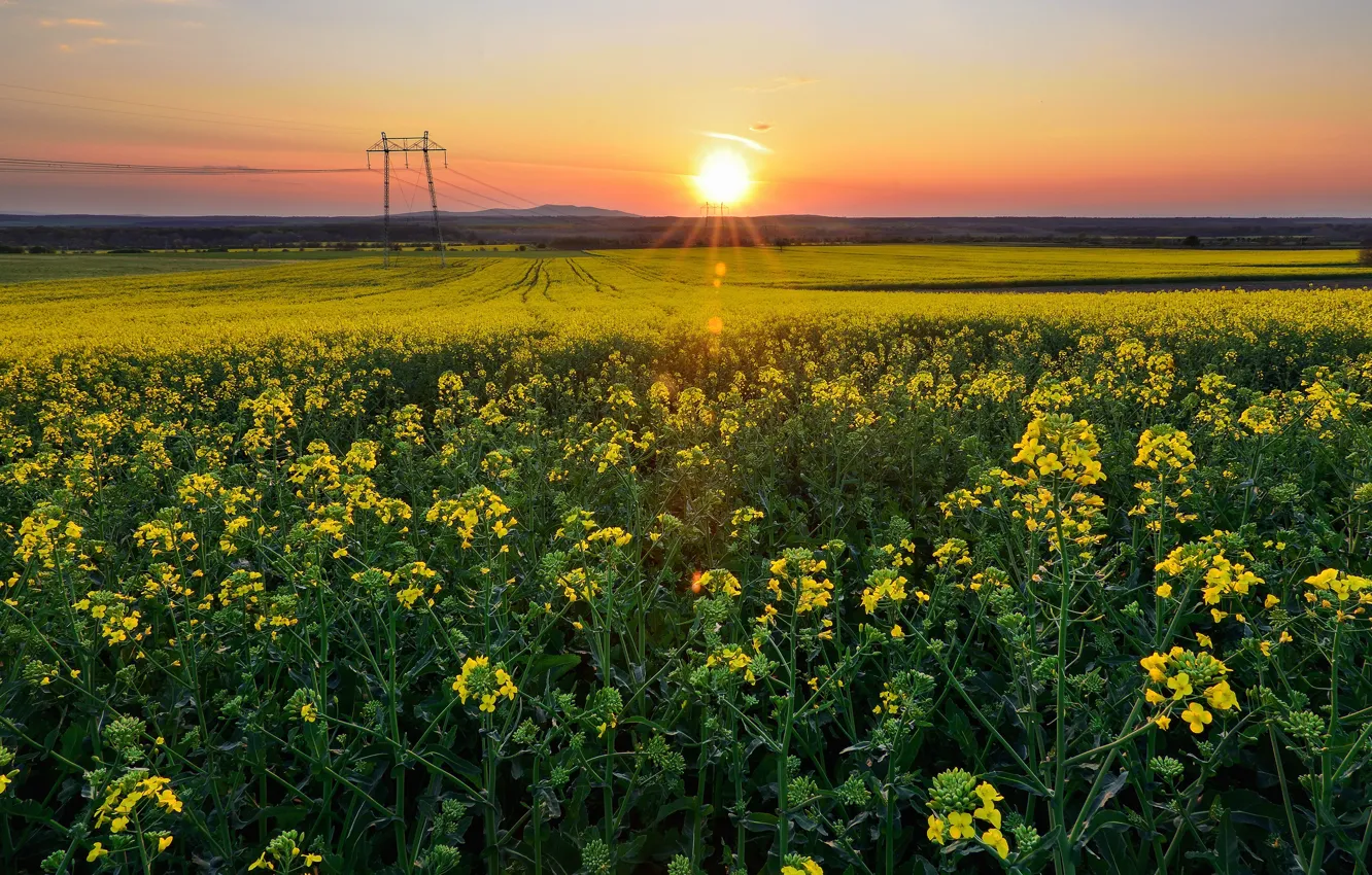 Photo wallpaper field, the sun, sunset, flowers, dawn, spring, yellow, meadow