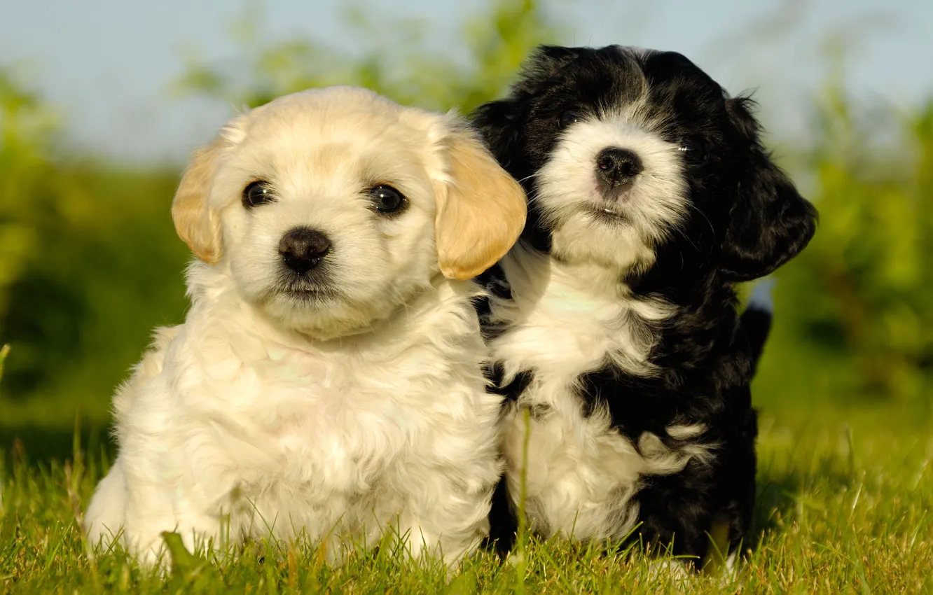 Photo wallpaper dogs, white, summer, grass, black and white, portrait, dog, puppies