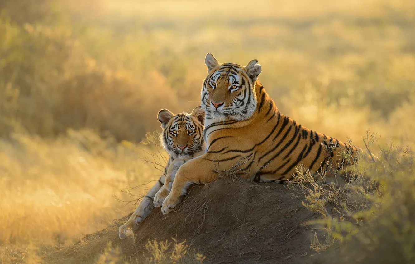 Photo wallpaper tiger, mom, tigress, tiger