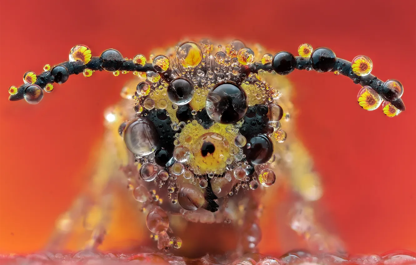 Photo wallpaper macro, close-up, Rosa, bee, insect, water drops, Tsvetan Ganev