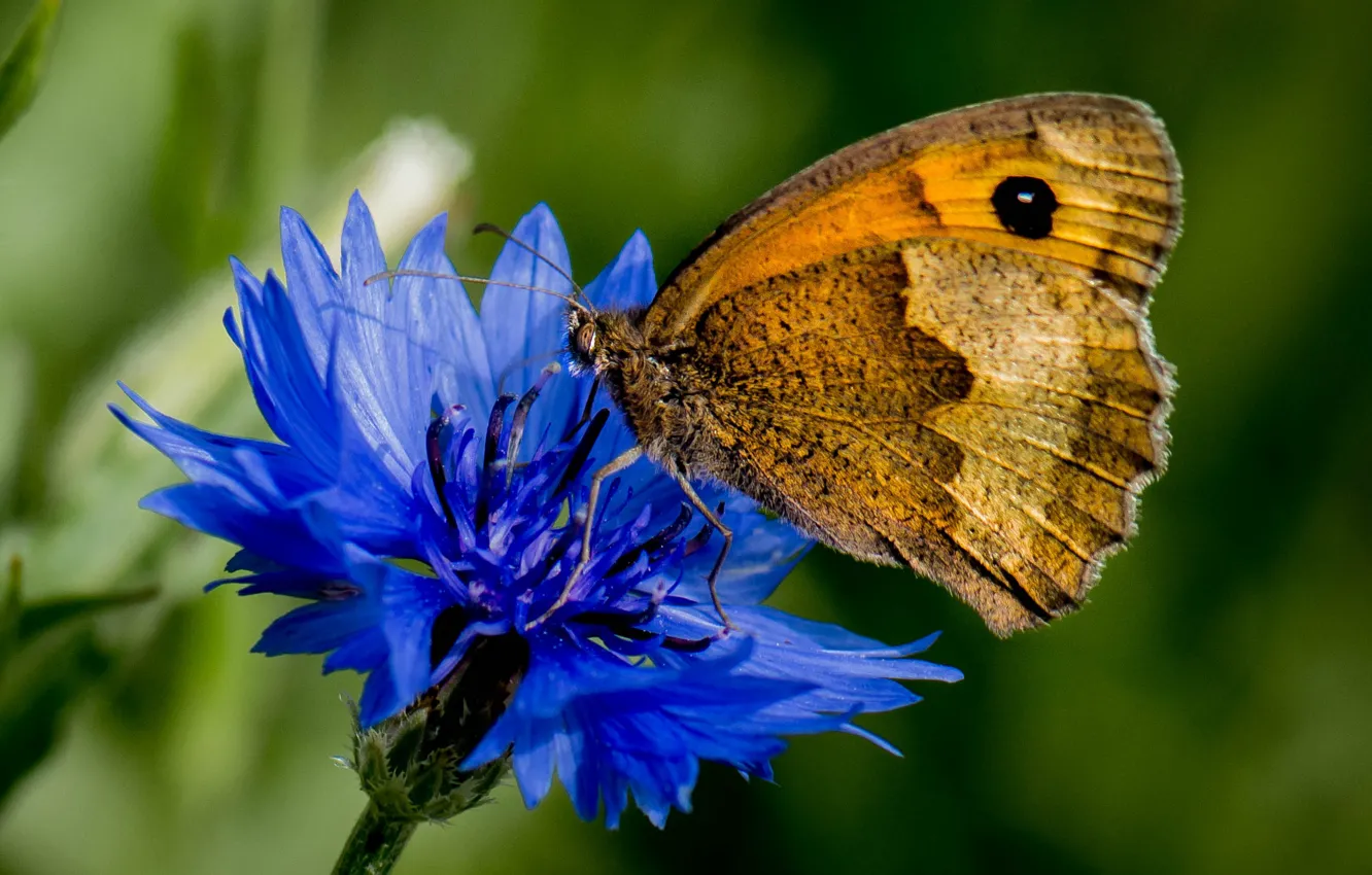 Photo wallpaper macro, flowers, butterfly, cornflowers