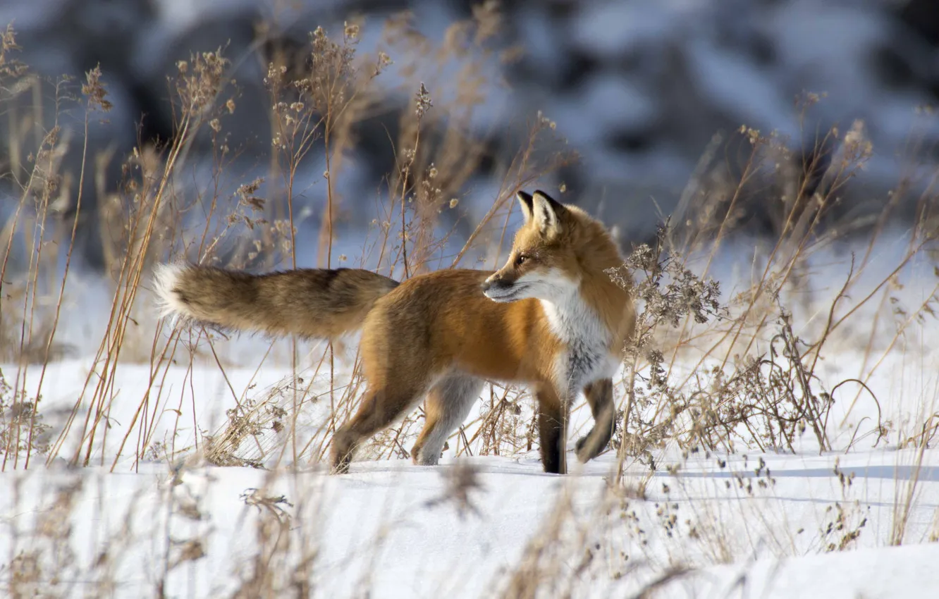 Photo wallpaper winter, snow, Fox, red
