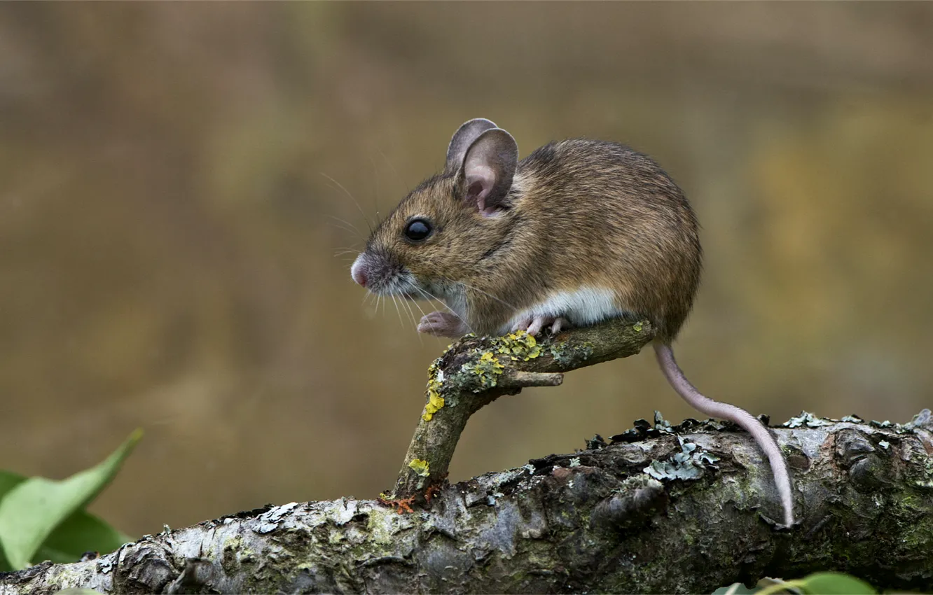 Photo wallpaper mouse, tail, animal, mouse, baby