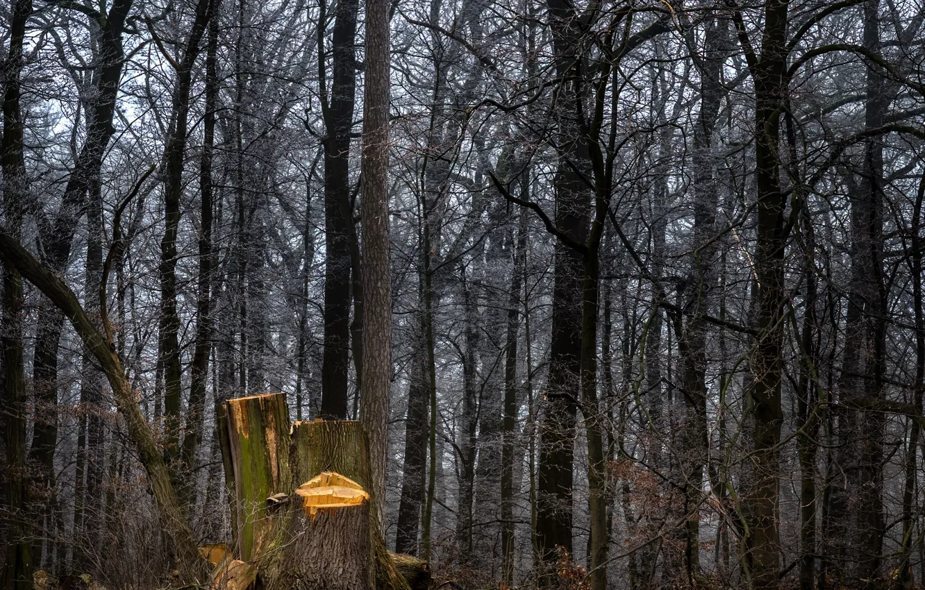 Photo wallpaper autumn, forest, trees, forest, trees, autumn, fall