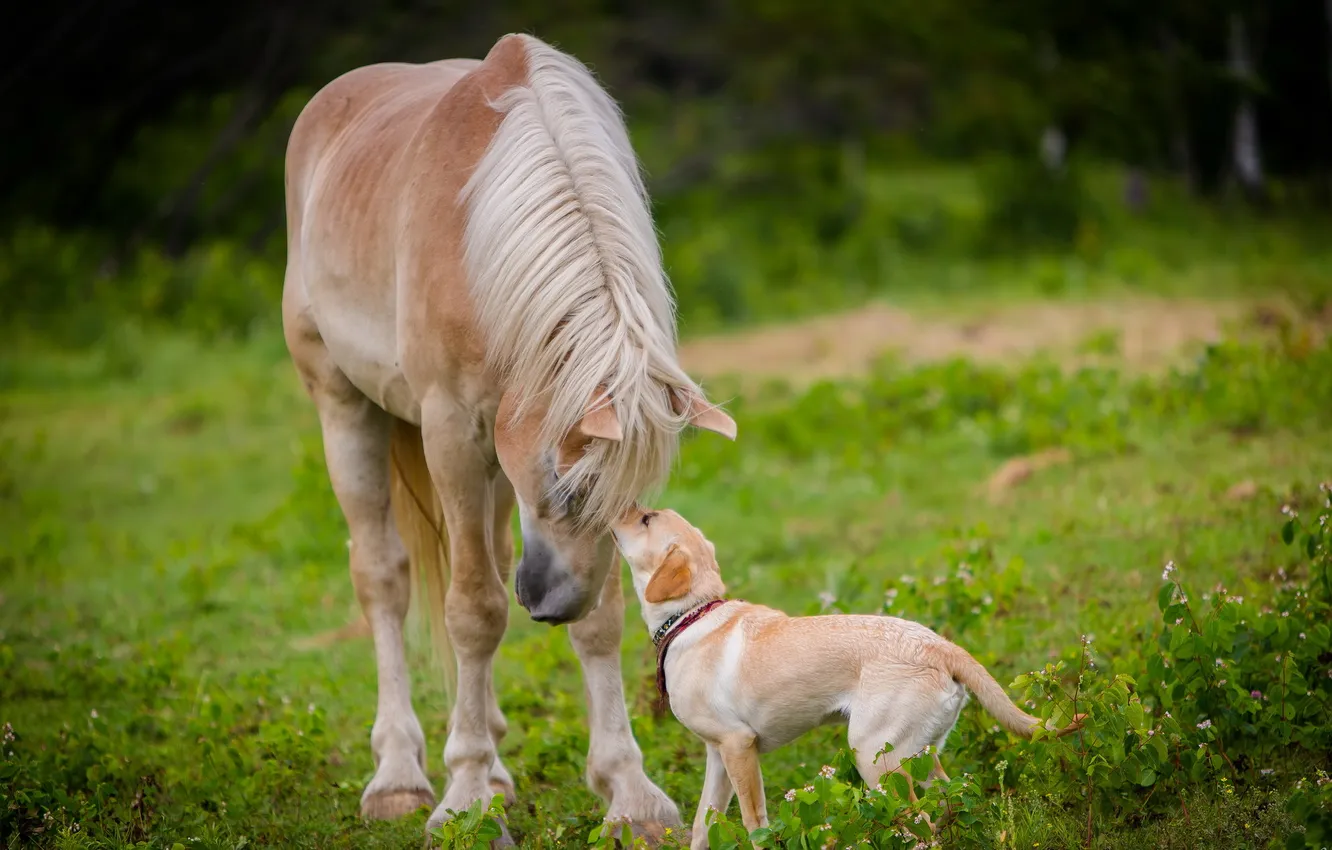 Photo wallpaper each, horse, dog