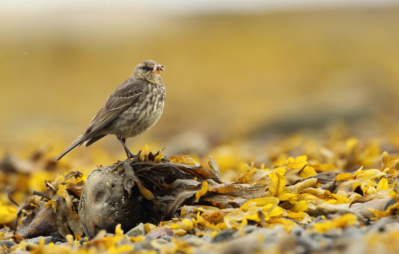 Photo wallpaper leaves, yellow, bird, fallen