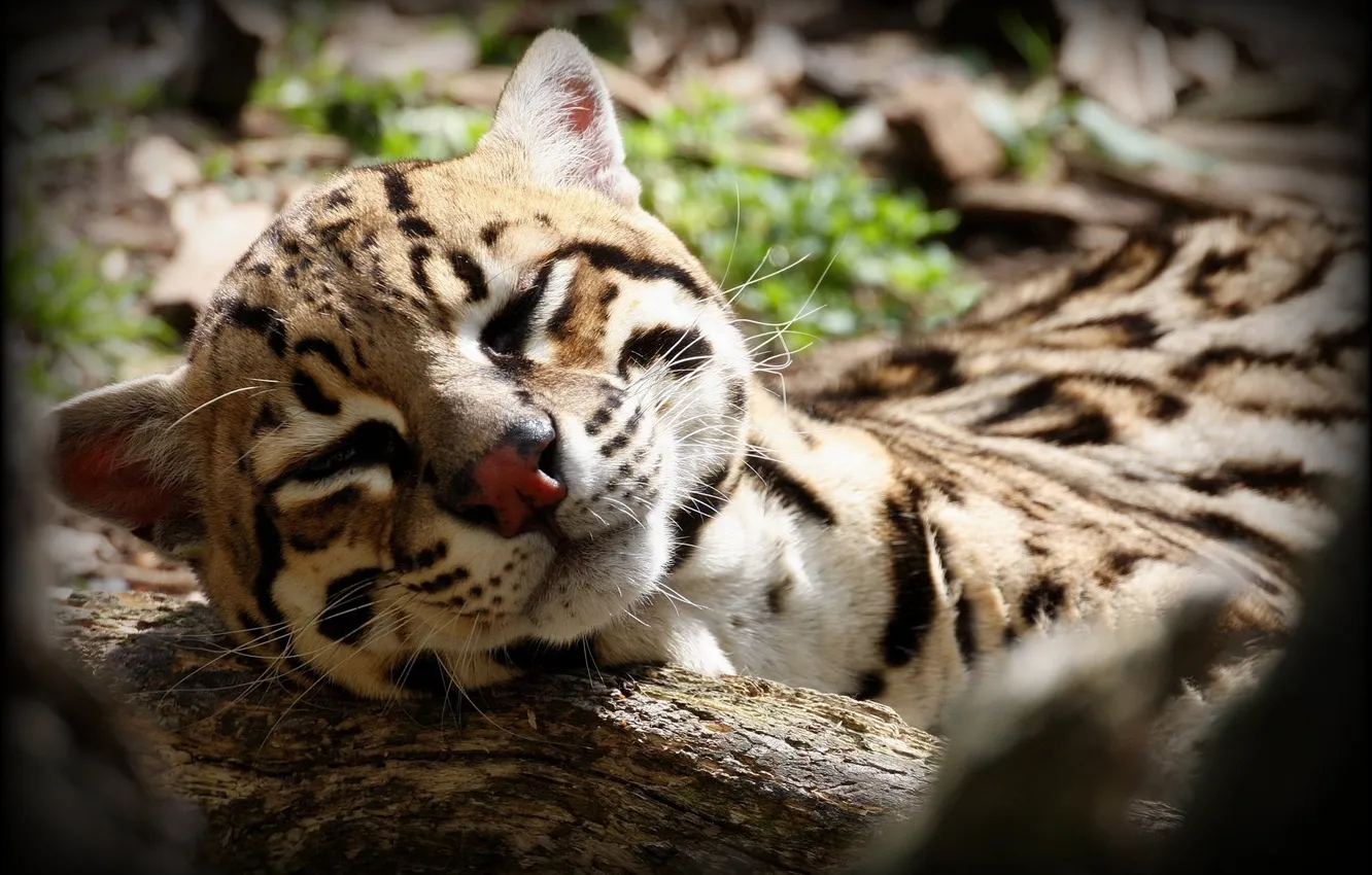 Photo wallpaper face, stay, sleep, predator, log, wild cat, ocelot