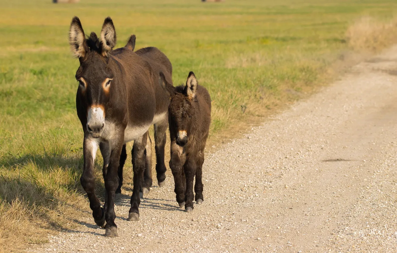 Photo wallpaper road, summer, donkeys