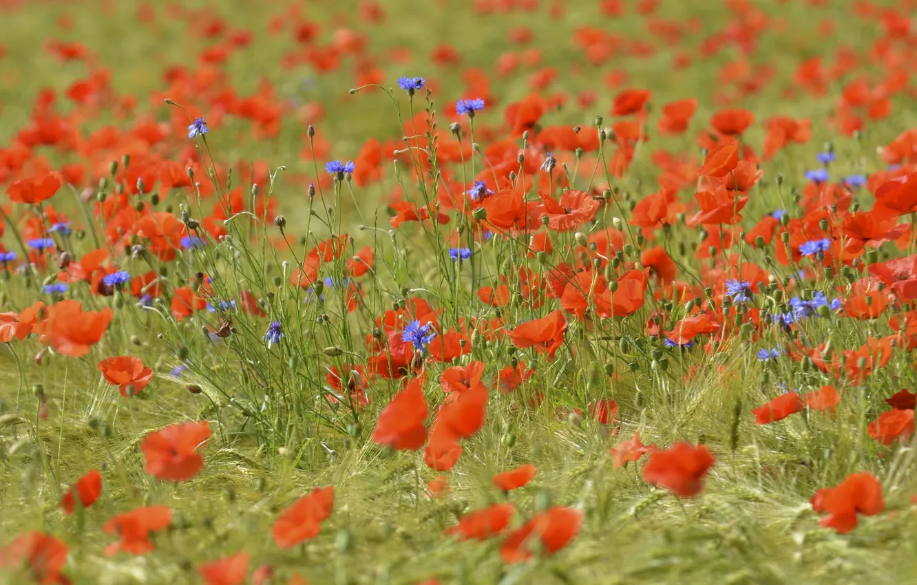 Photo wallpaper field, grass, flowers, Maki, meadow