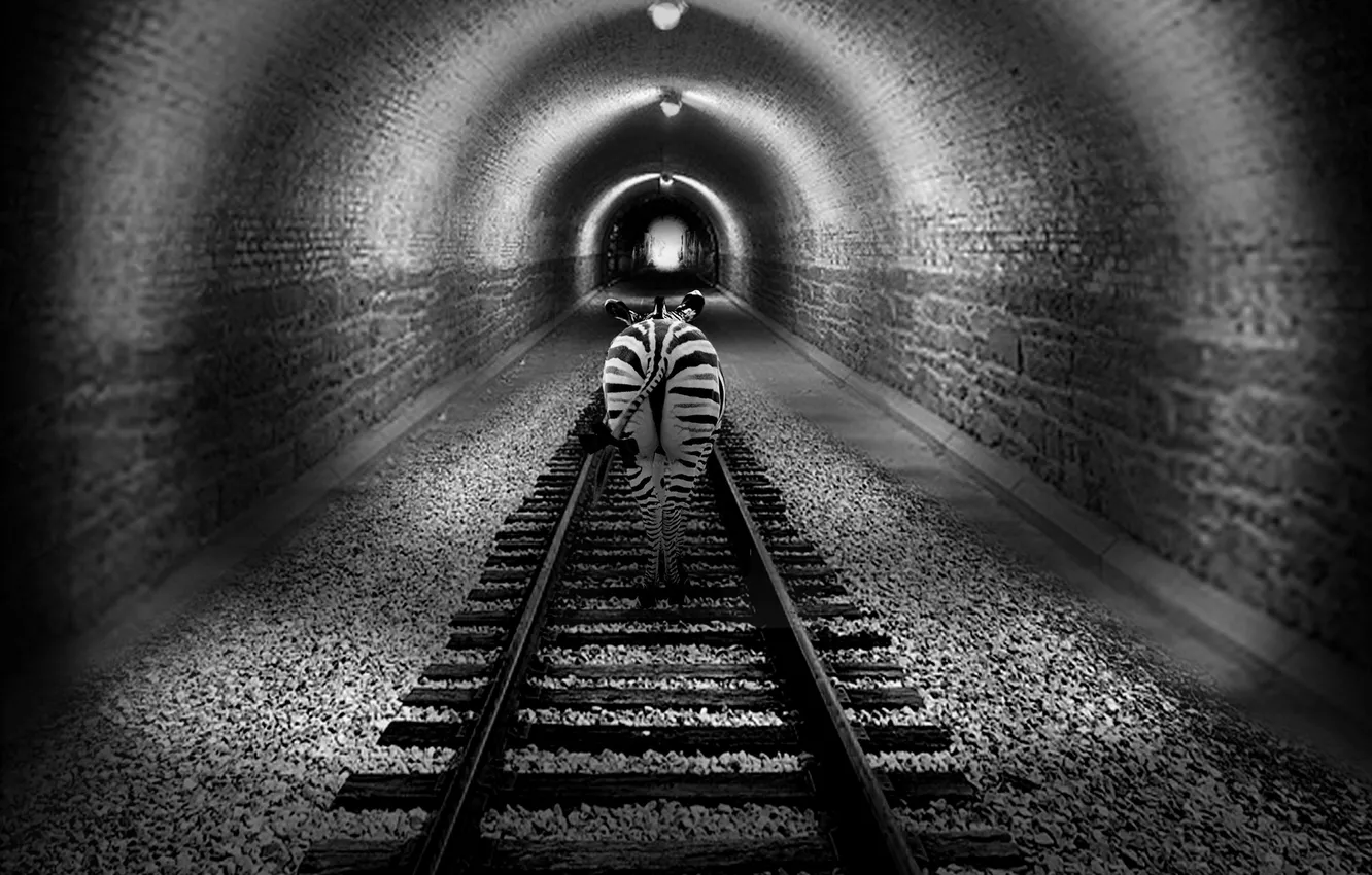 Photo wallpaper road, the tunnel, Zebra, tail, iron, bow