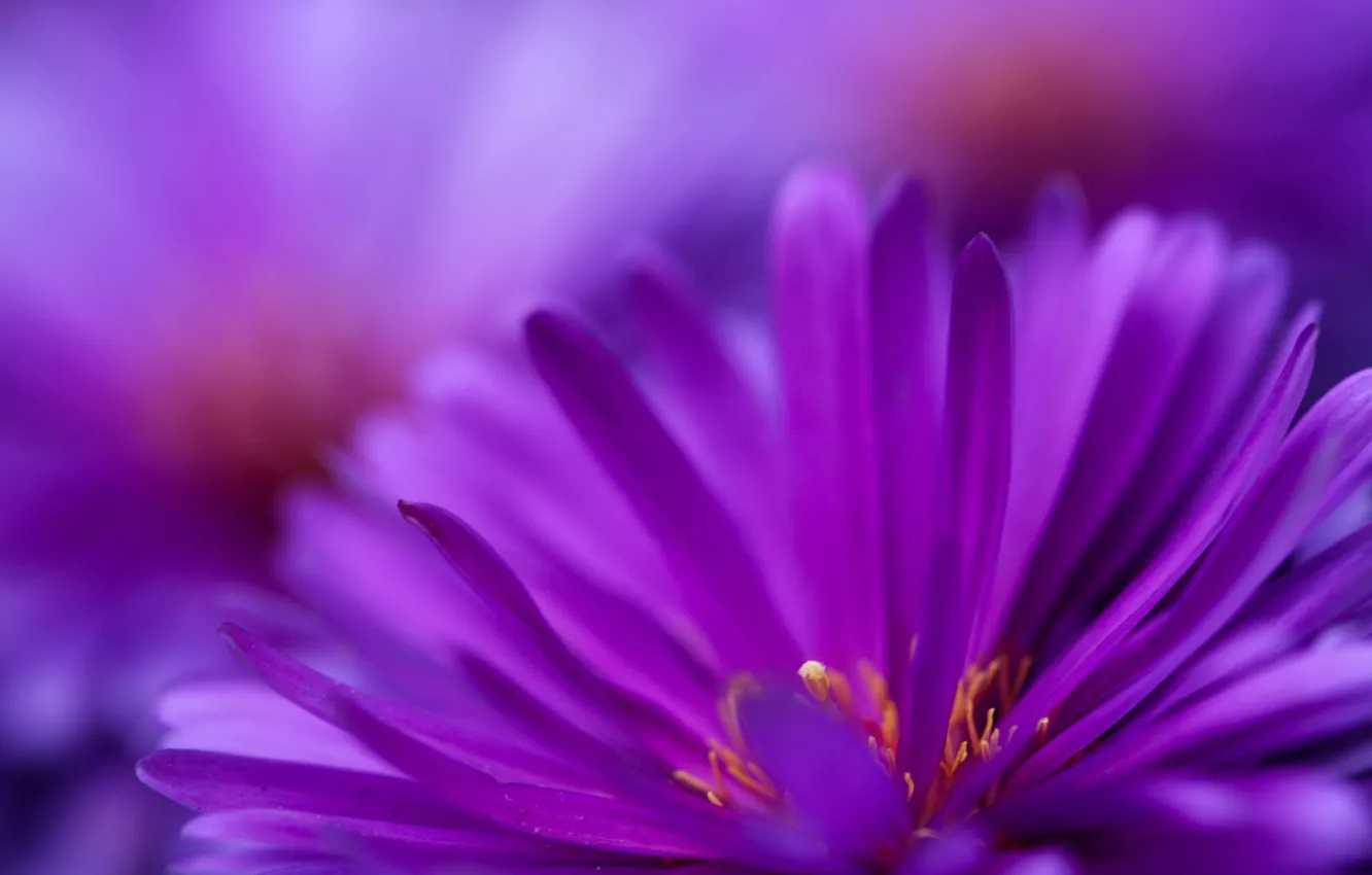 Photo wallpaper purple, flowers, bloom