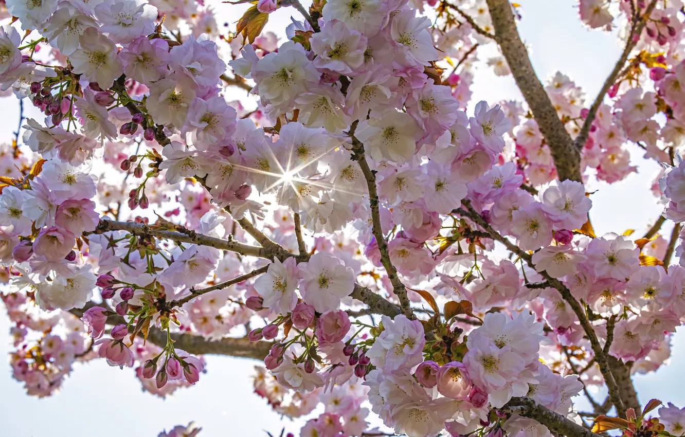 Photo wallpaper England, London, spring, Kew Gardens