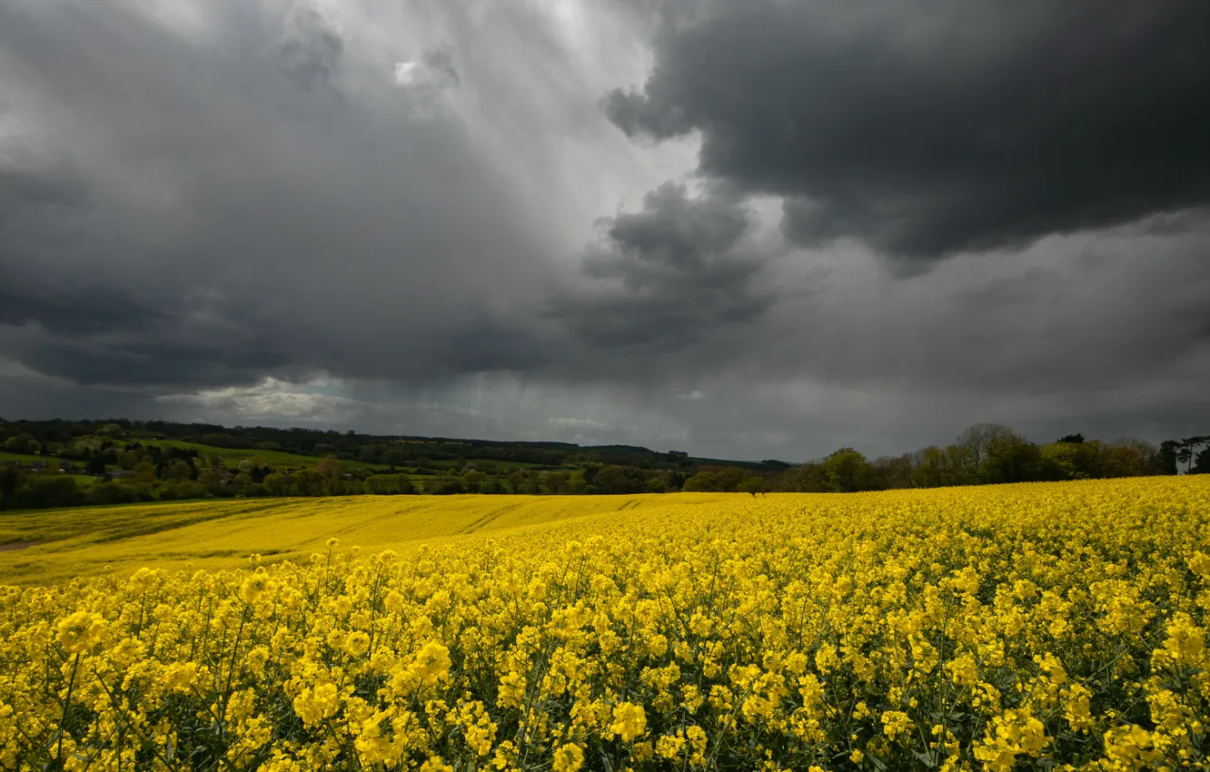 Photo wallpaper forest, flowers, yellow, clouds, spring, dal, meadow, space