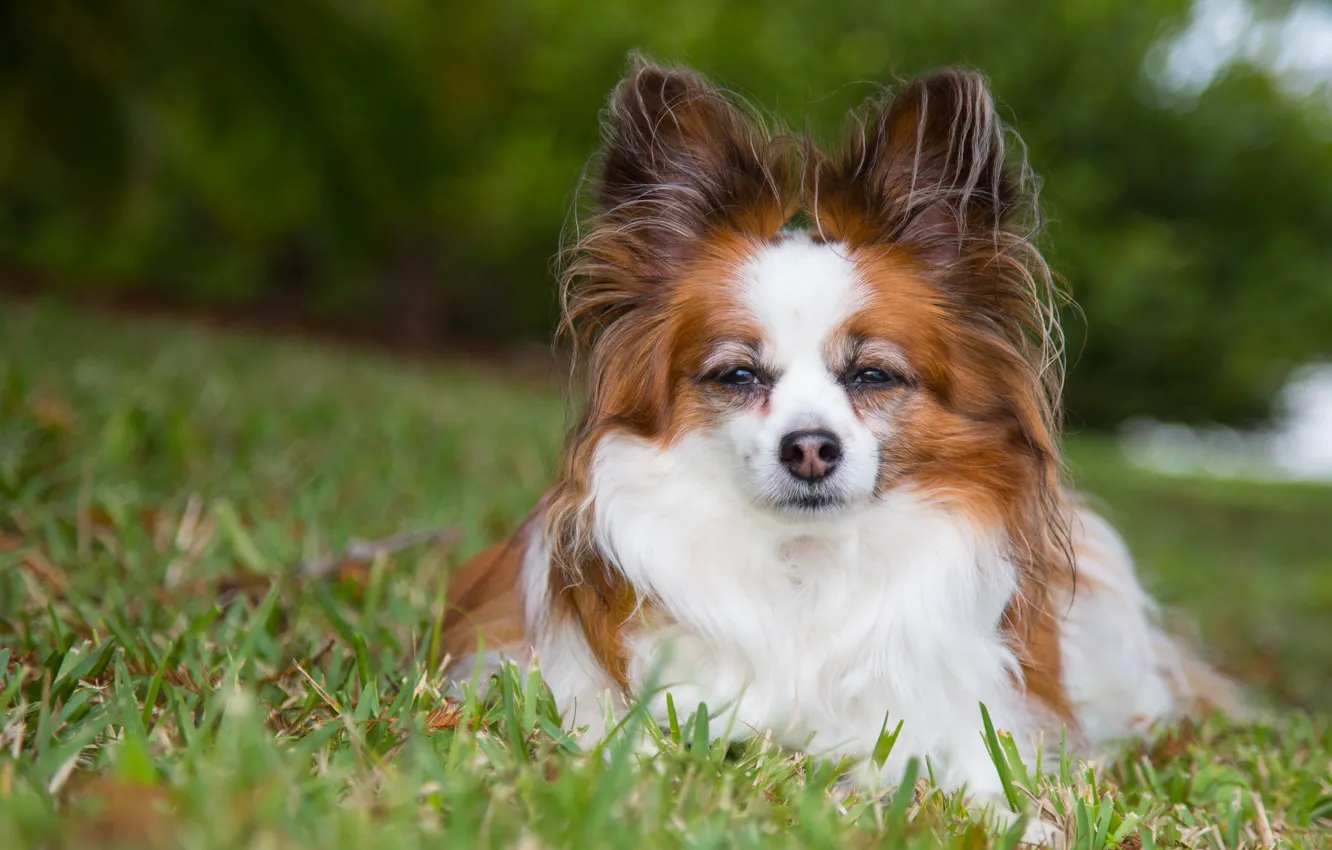 Photo wallpaper look, dog, The continental toy Spaniel, Papillon