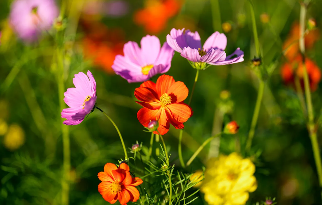 Photo wallpaper summer, space, light, flowers, green, background, bright, petals