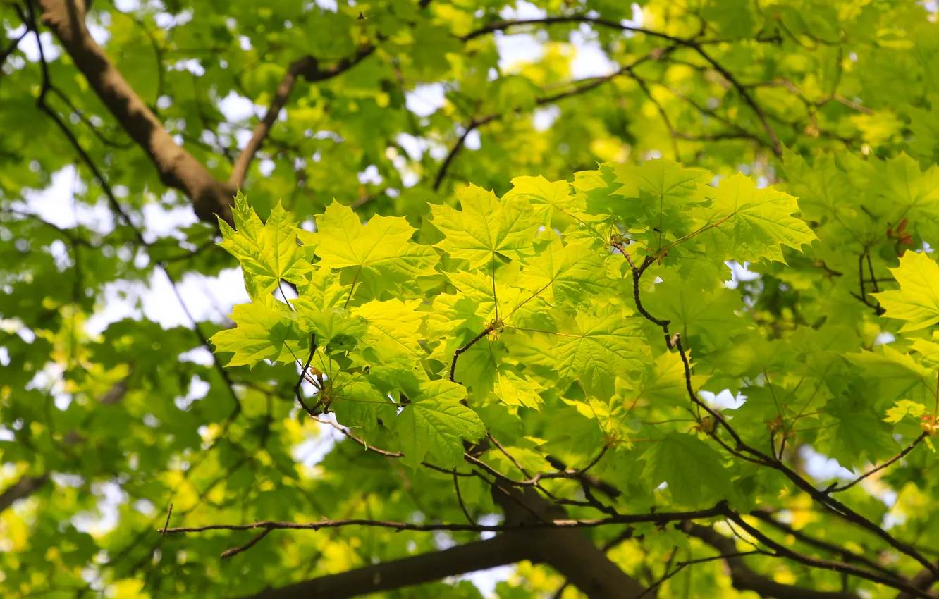 Photo wallpaper spring, leaf, twig
