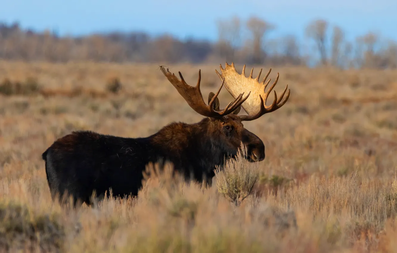 Photo wallpaper field, grass, moose