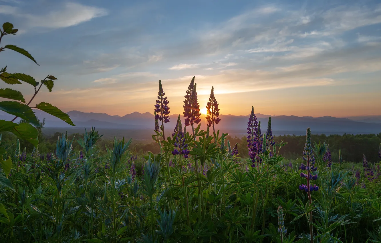 Photo wallpaper the sky, sunset, flowers, mountains, Lupin, Maxine Alexander