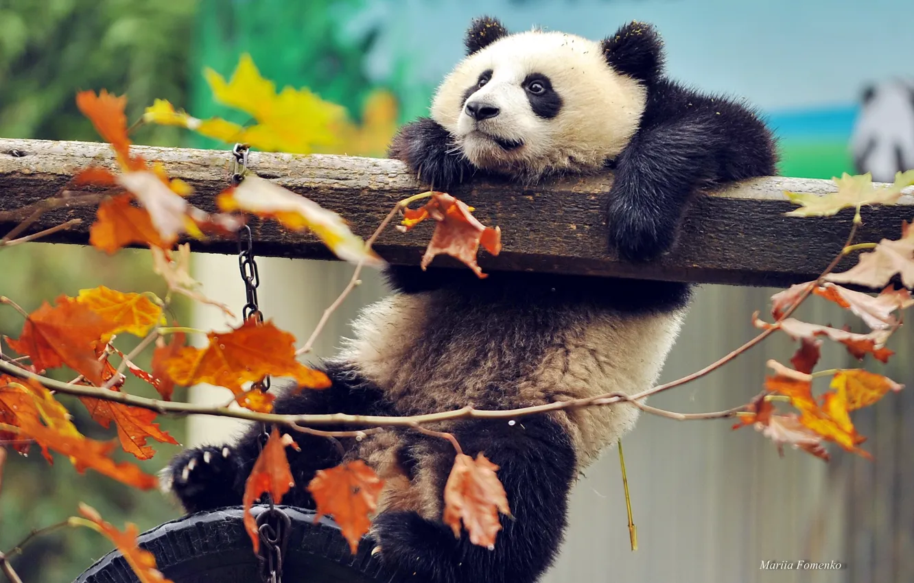 Photo wallpaper autumn, leaves, branches, animal, China, bear, Panda, beast