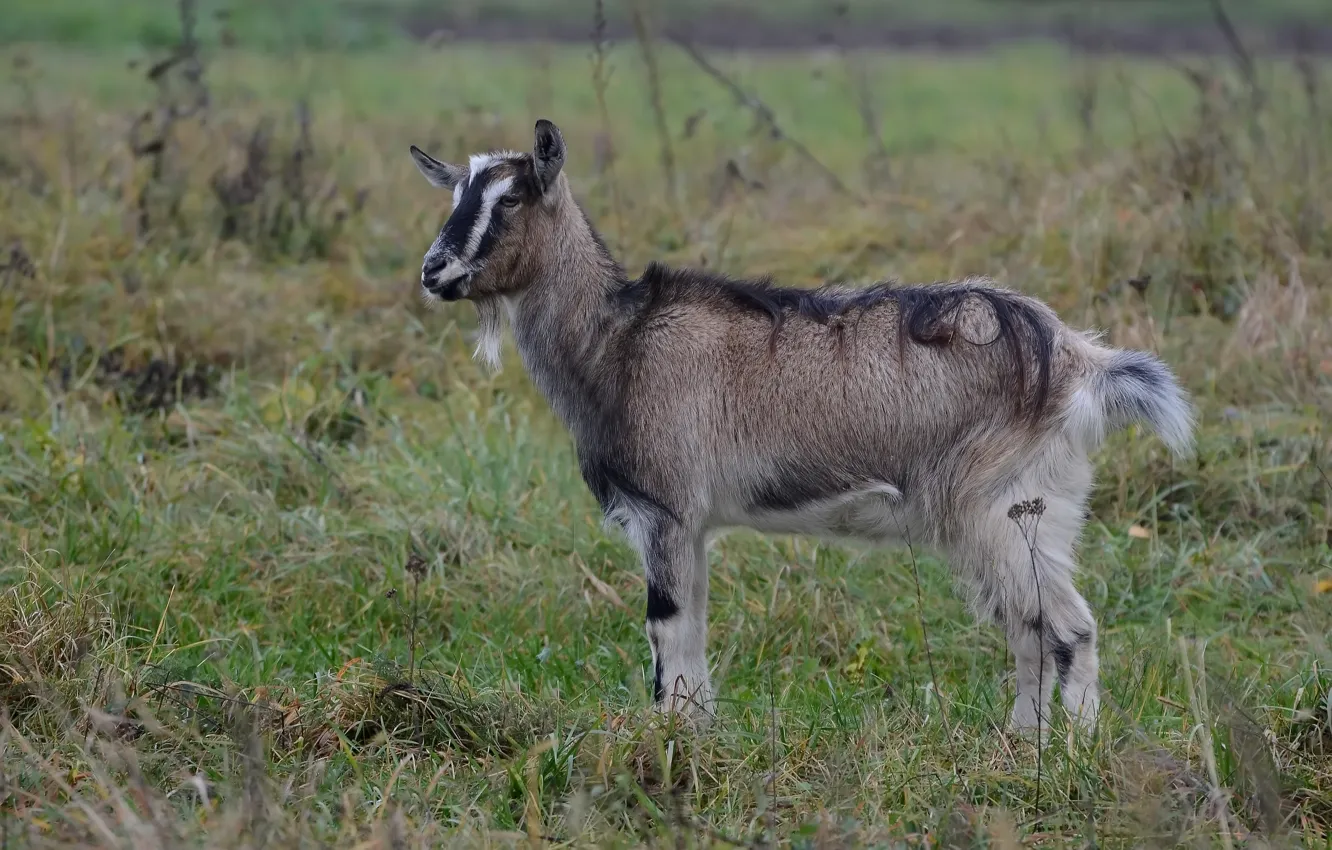 Photo wallpaper animals, nature, goat