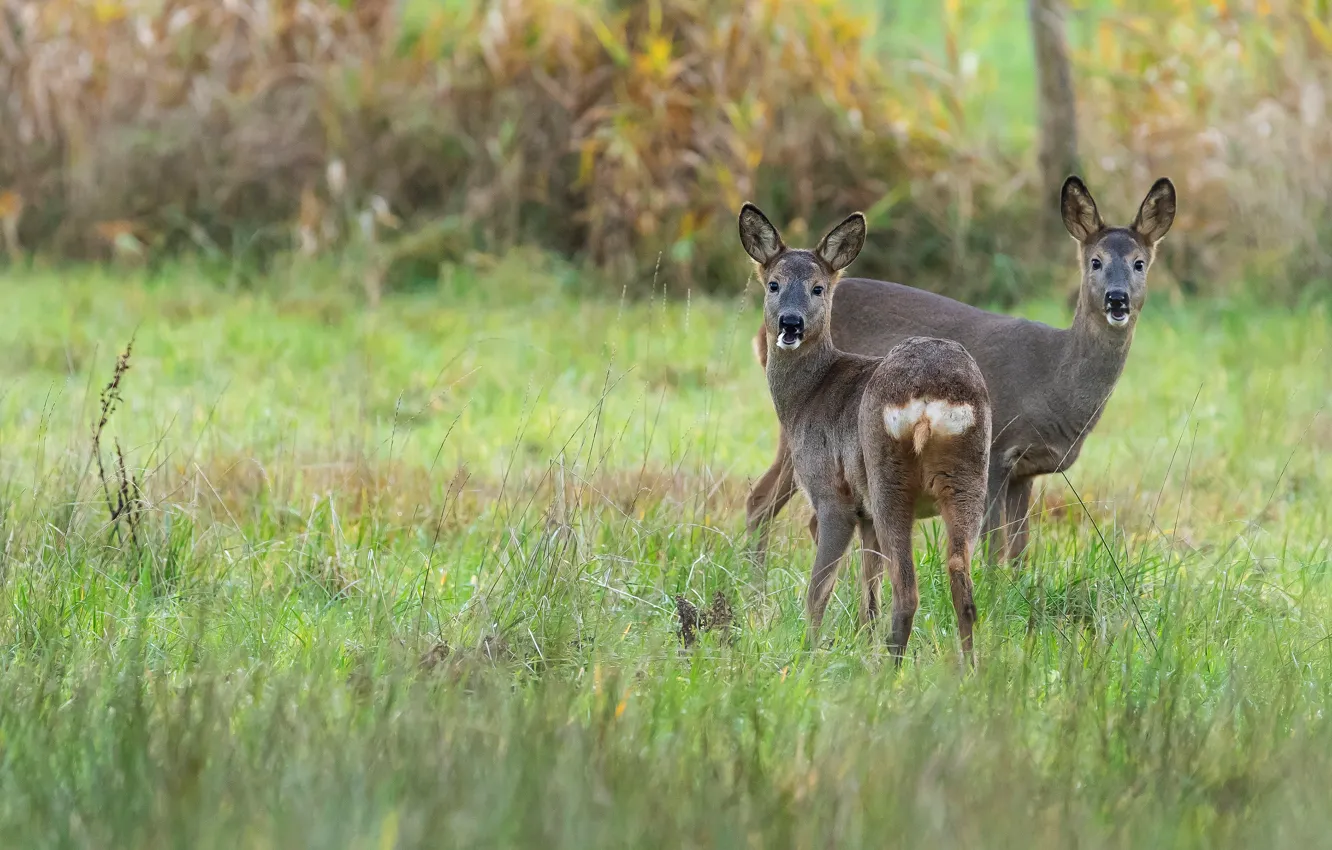 Photo wallpaper nature, deer, ROE