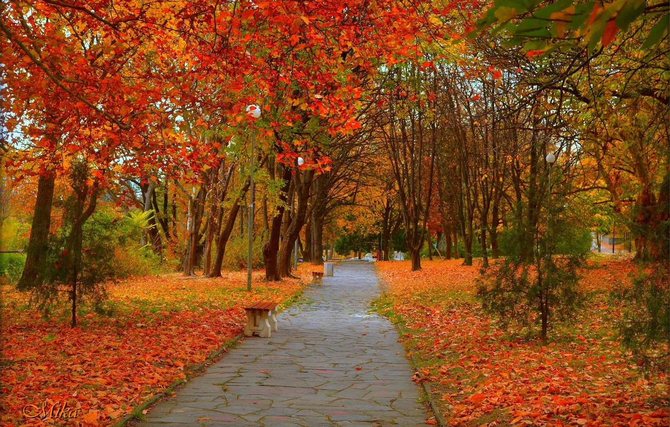 Photo wallpaper Autumn, Trees, Park, Alley, Fall, Foliage, Park, Autumn