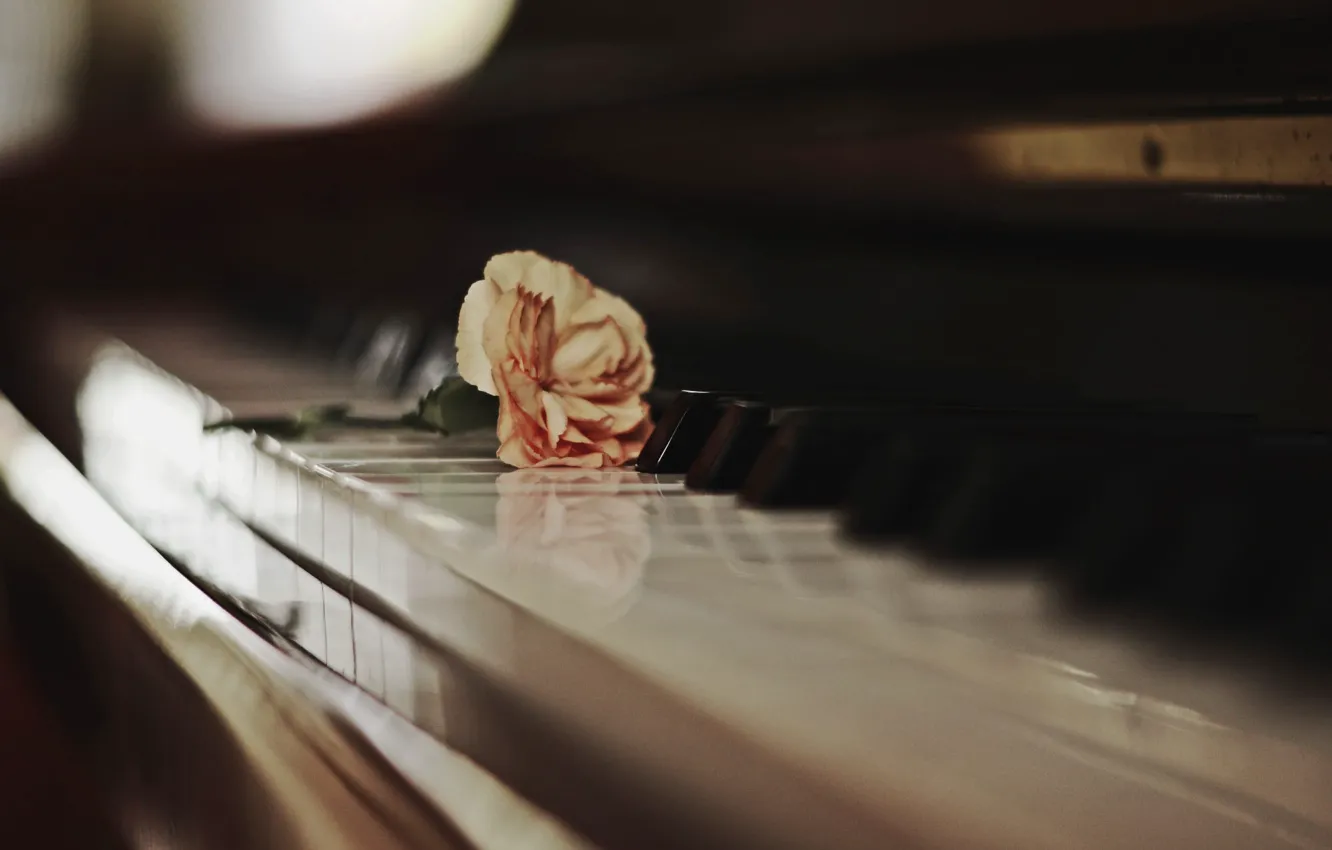 Photo wallpaper light, flowers, music, blur, keys, piano, piano, musical instrument