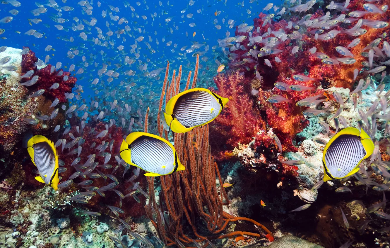 Photo wallpaper sea, fish, corals, Underwater world