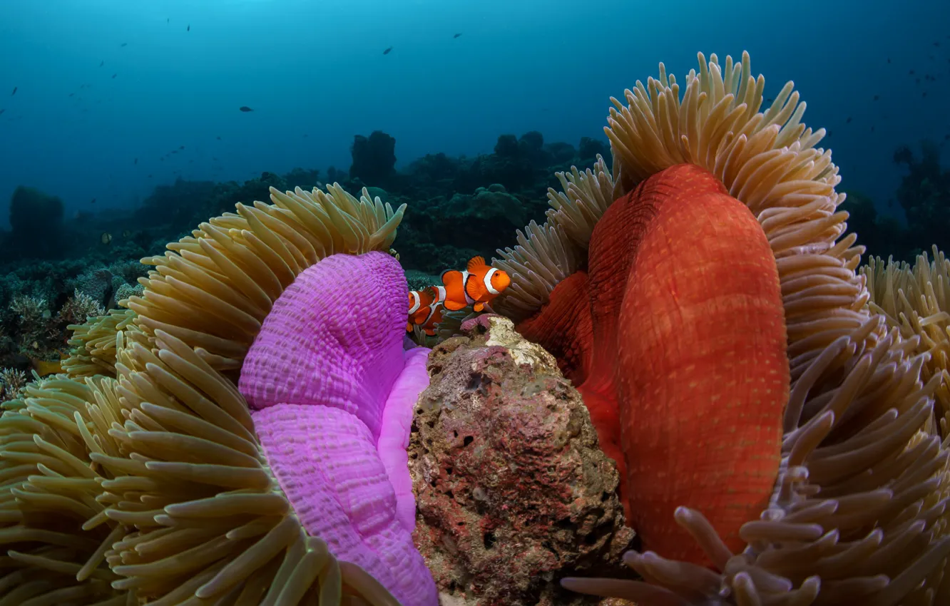 Photo wallpaper sea, fish, fish, a couple, underwater world, under water, the bottom of the sea, anemones