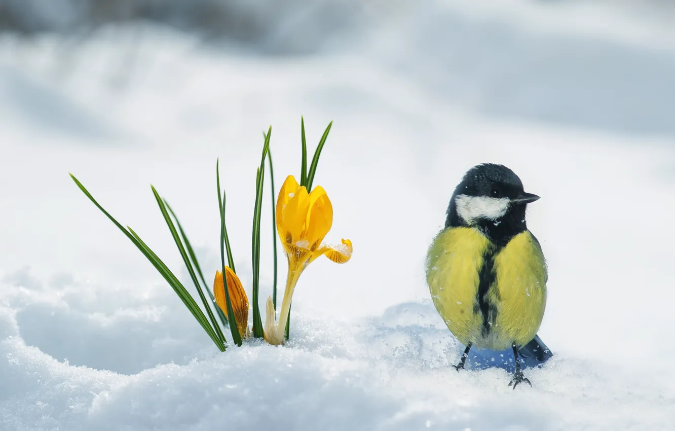 Photo wallpaper snow, bird, spring, Krokus, tit