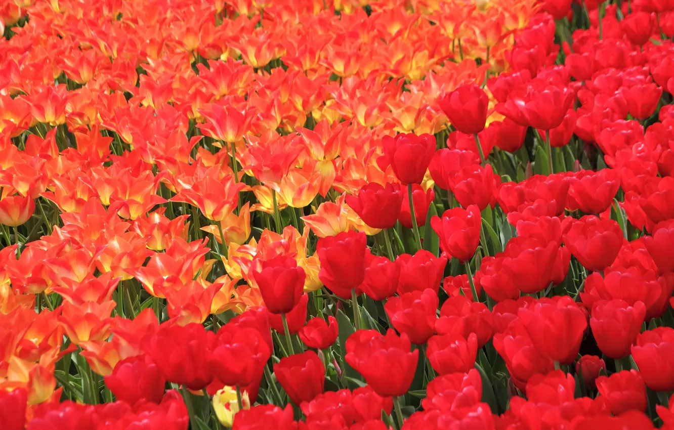 Photo wallpaper tulips, red, a lot