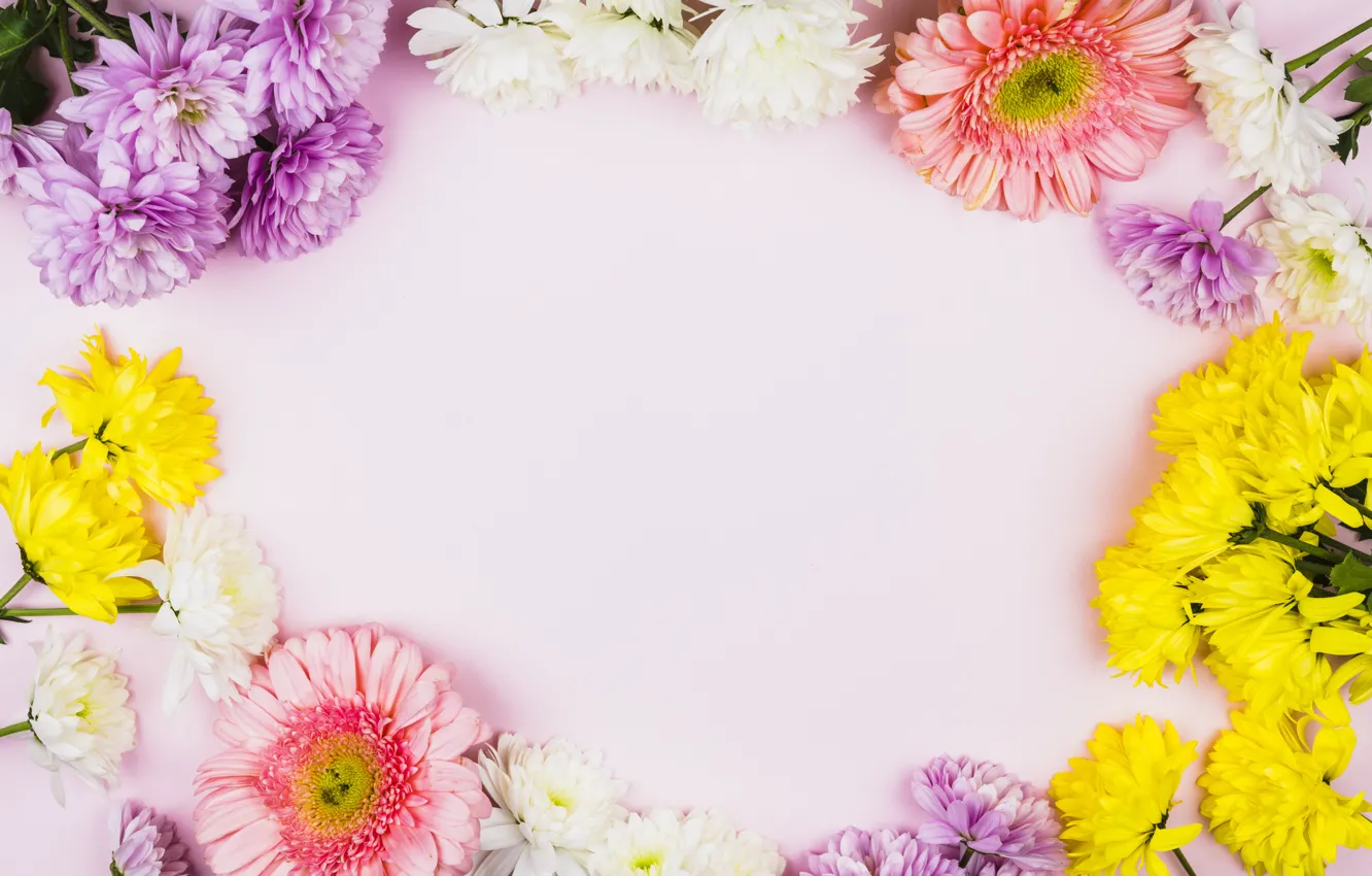 Photo wallpaper flowers, colorful, chrysanthemum, pink, flowers, spring, violet