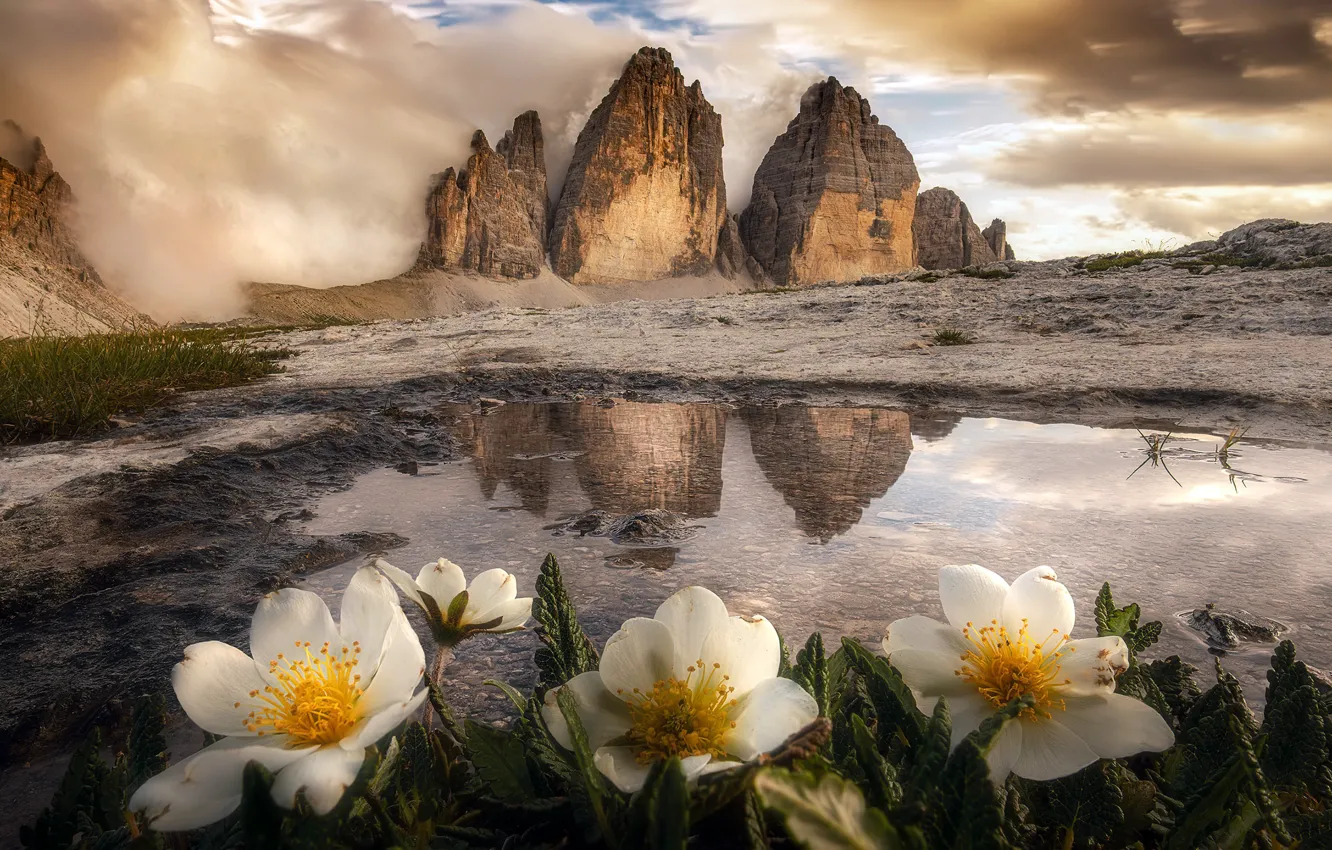 Photo wallpaper flowers, mountains, nature