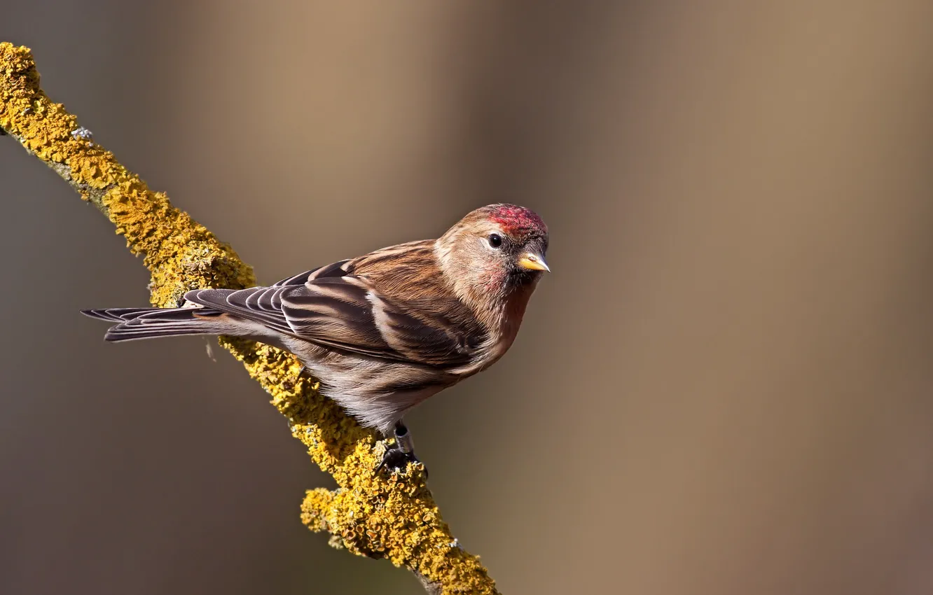 Photo wallpaper branches, bird, tap dance, pichuga