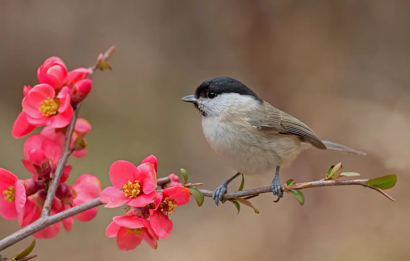 Photo wallpaper flowers, branches, bird