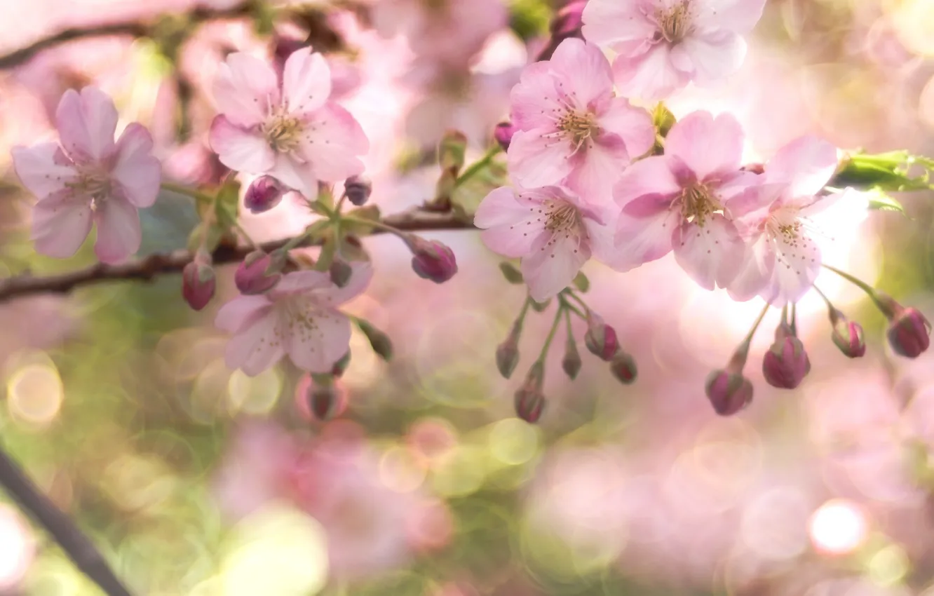 Photo wallpaper cherry, tenderness, branch, spring