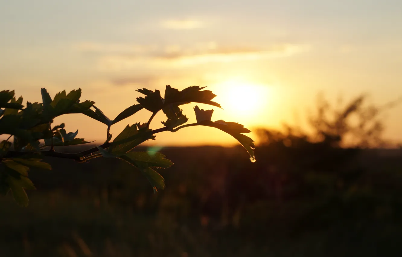 Photo wallpaper leaves, sunset, nature, plant, silhouette
