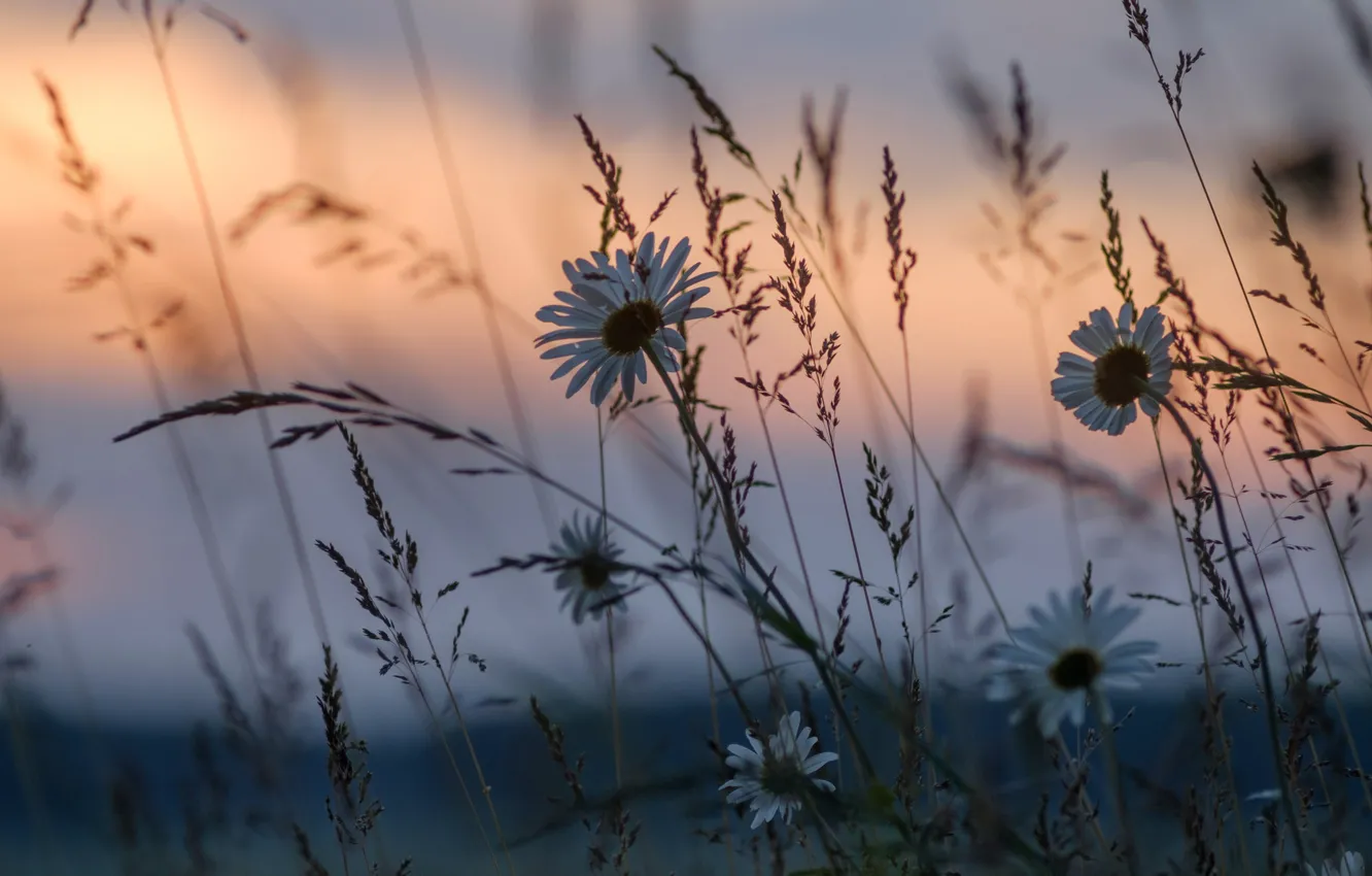Photo wallpaper grass, sunset, flowers, chamomile