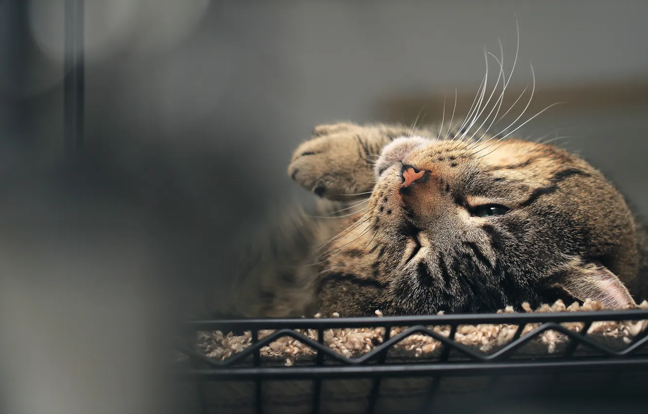 Photo wallpaper cat, background, home