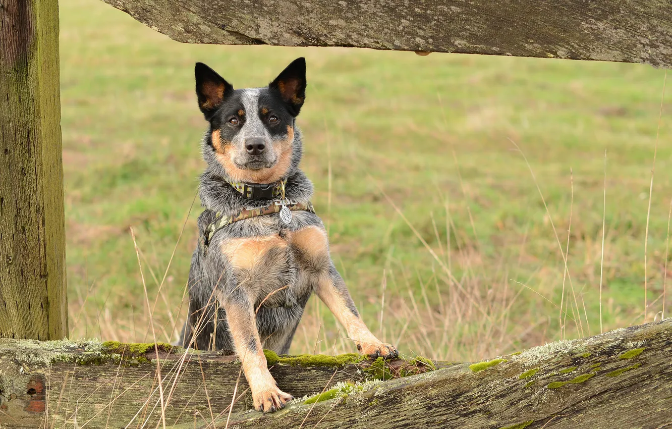 Photo wallpaper look, each, dog