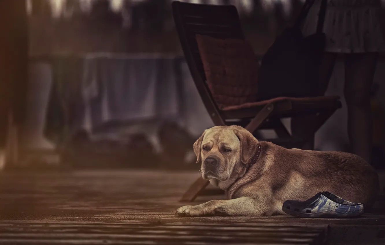 Photo wallpaper dog, nose, ears, watchdog