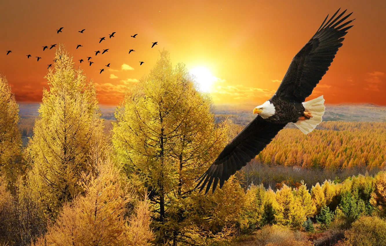 Photo wallpaper autumn, forest, the sky, look, the sun, clouds, trees, flight