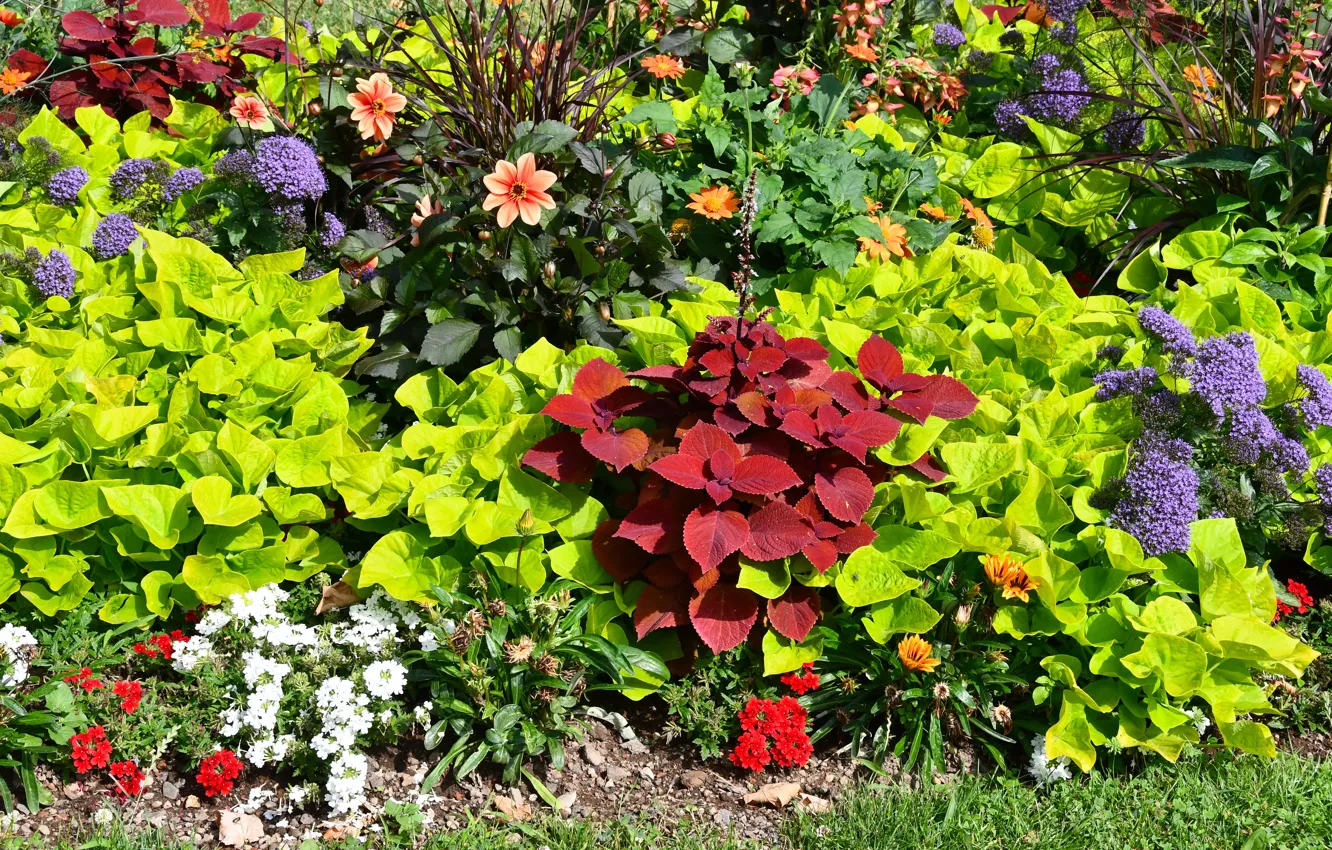 Photo wallpaper Garden, Flowers, Flower bed