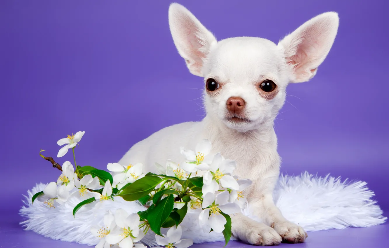 Photo wallpaper flowers, cute, puppy, Chihuahua