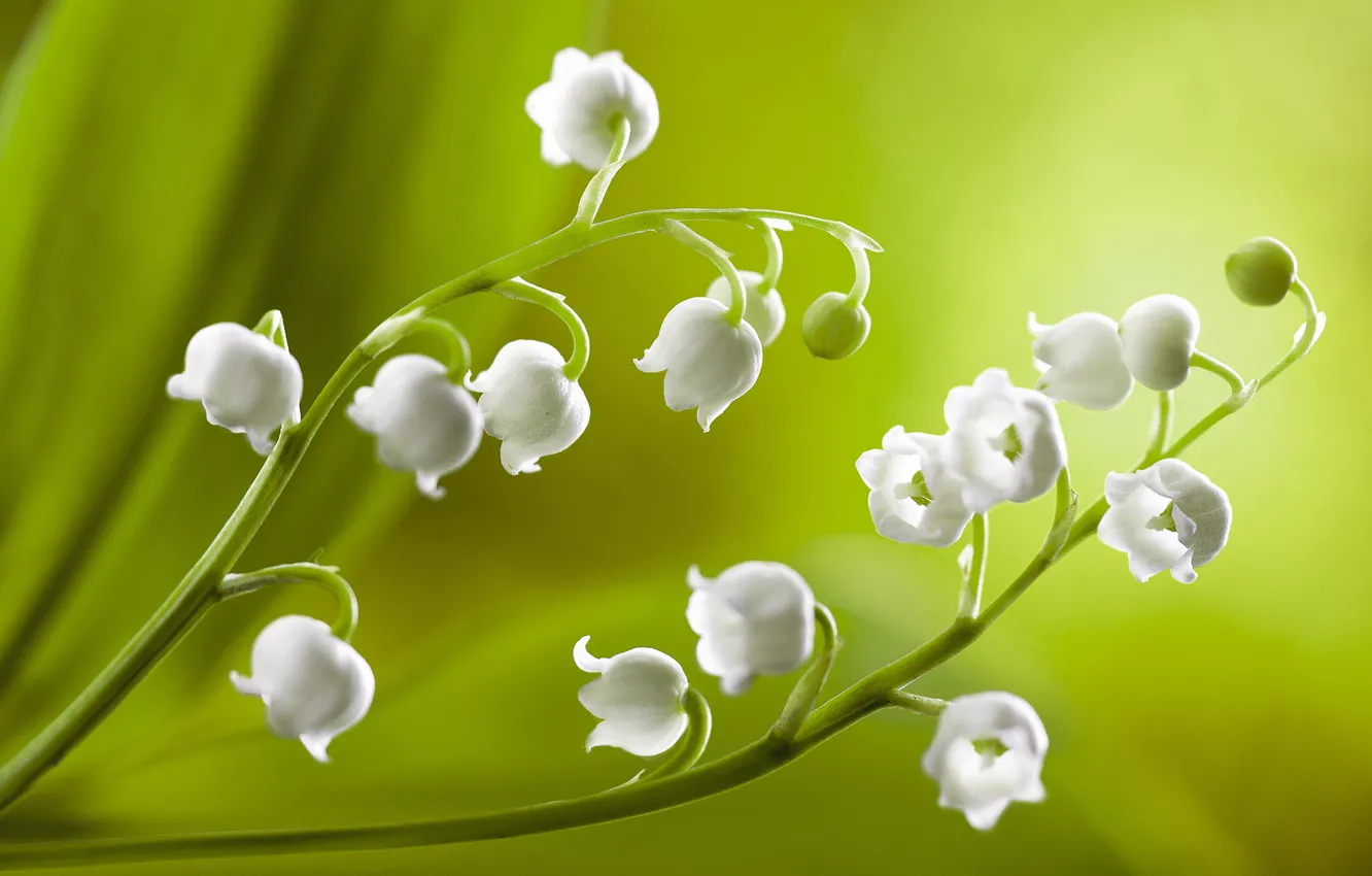 Photo wallpaper macro, flowers, nature, white, nature, flowers