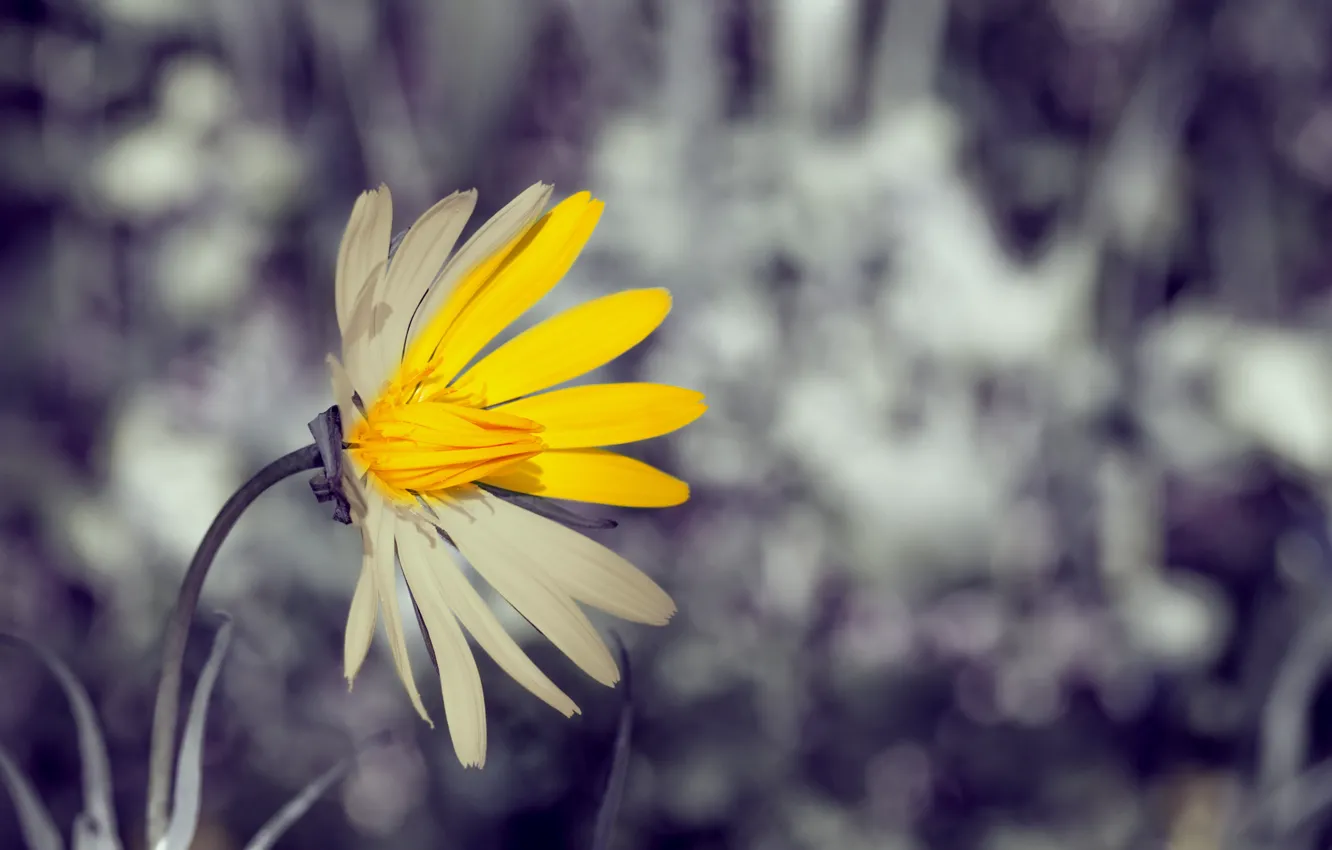 Photo wallpaper white, flower, flowers, yellow, background, widescreen, Wallpaper, blur
