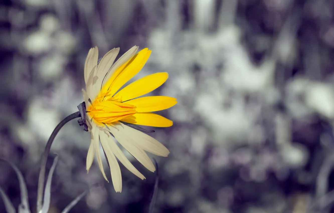 Photo wallpaper white, flowers, yellow, background, widescreen, Wallpaper, blur, wallpaper