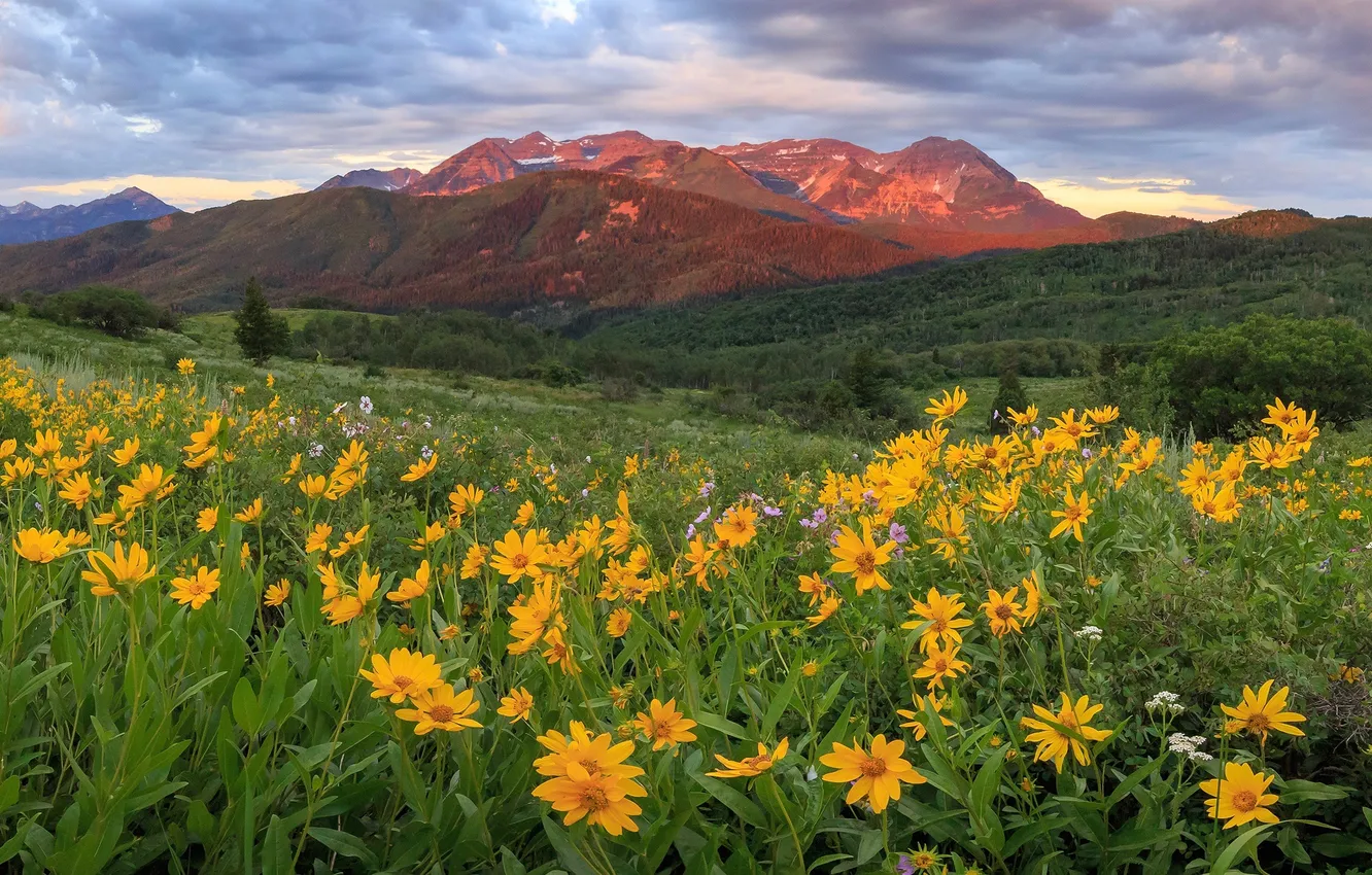 Photo wallpaper field, flowers, mountains, balsamorhiza