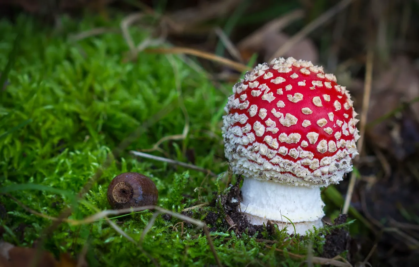 Photo wallpaper nature, mushrooms, moss, mushroom, bokeh