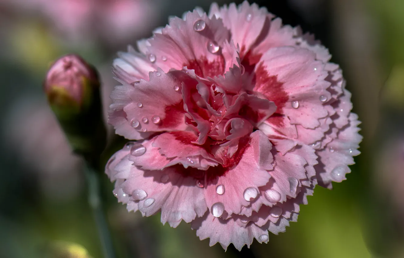 Photo wallpaper water, drops, flowers, Rosa, petals, clove